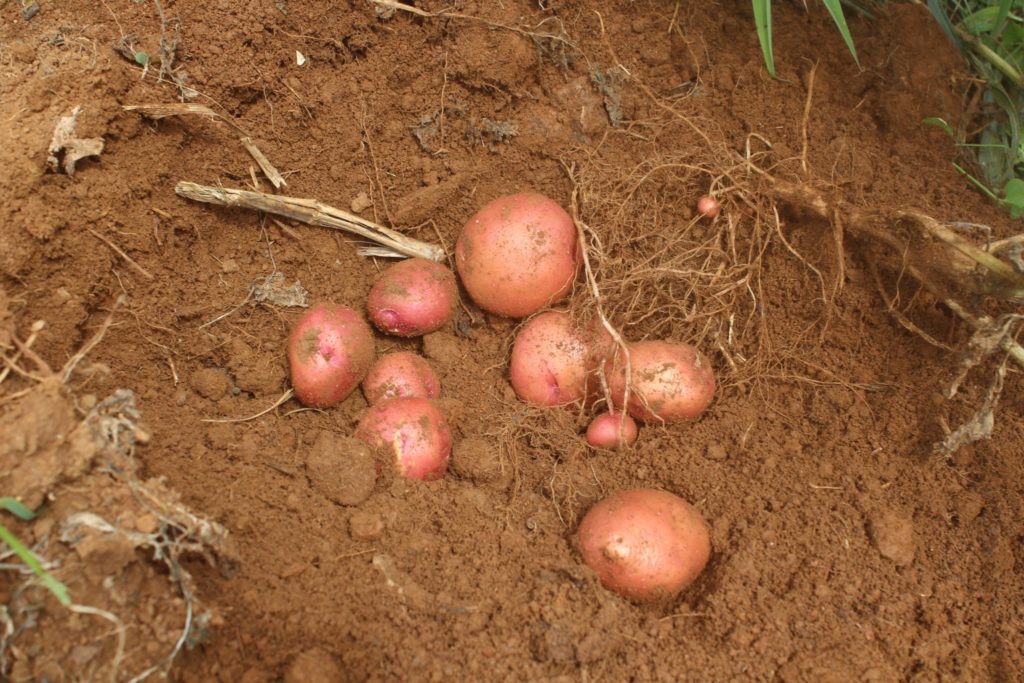 potatoes in the soil