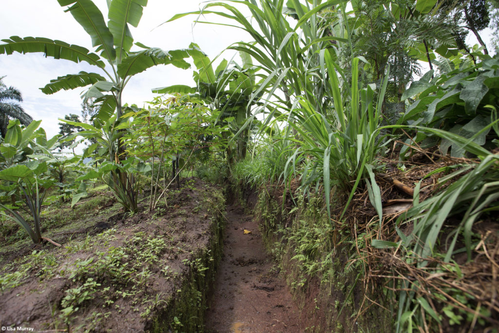 A heavily-forested area in Burundi. 