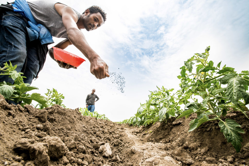 Man pours fertilizer onto his crops in a field