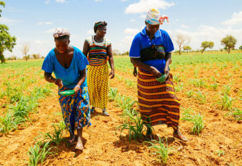 Young women place fertilizer in a field