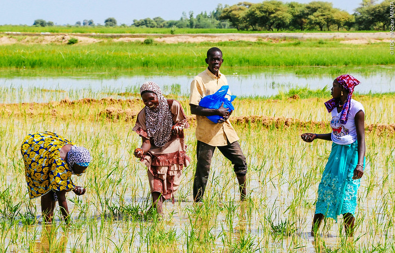 A group of young individuals place fertilizer in Mali