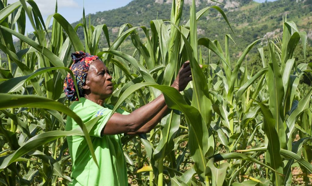 A smallholder inspecting her maize crops for pests.