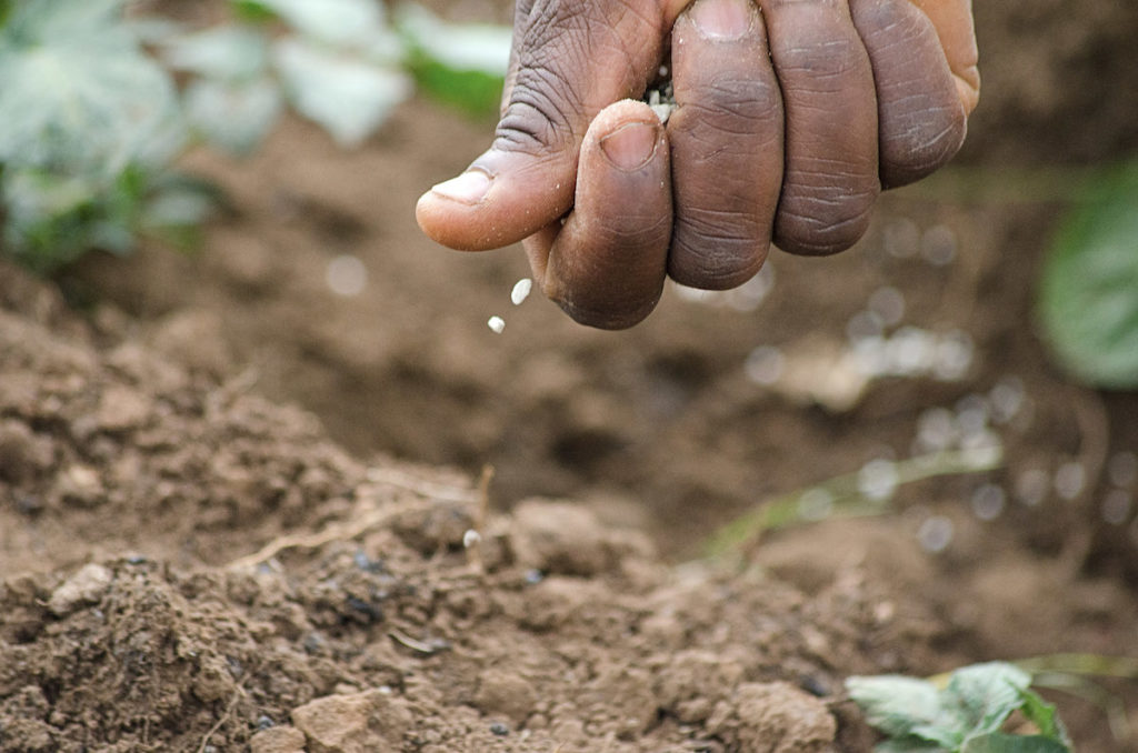 Hand applies a small amount of fertilizer directly to a crop