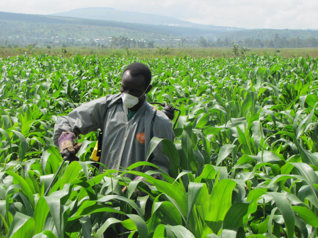 A seed entrepreneur agronomist spraying a corn seed field