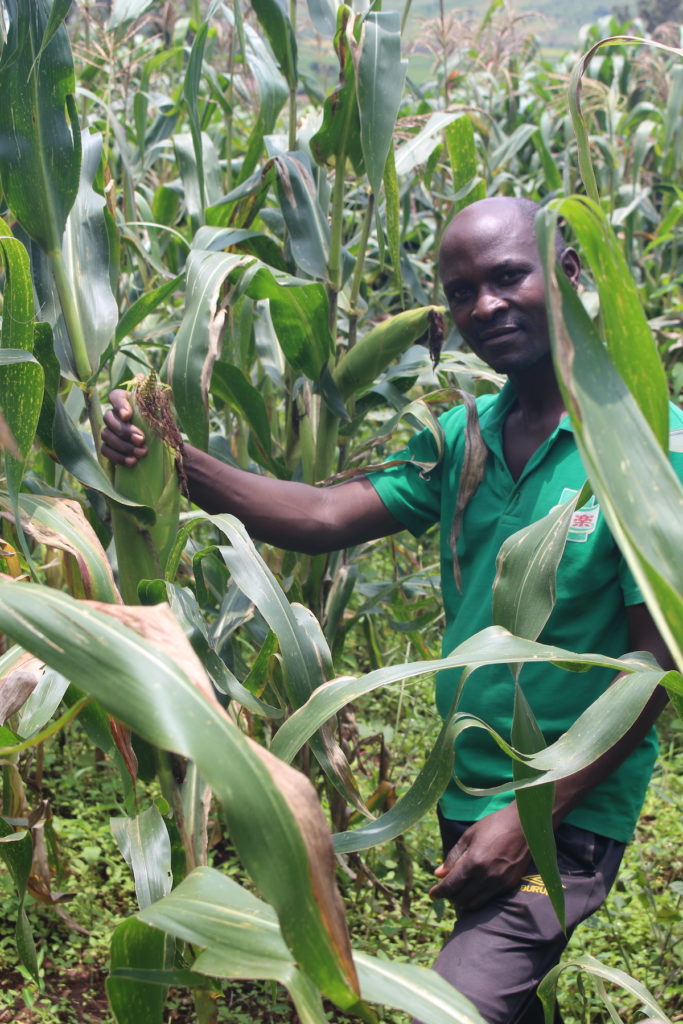 Burundian farmer stands in his corn field