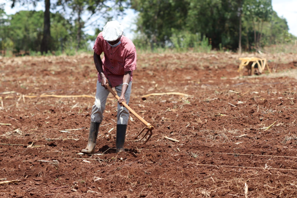 A male farmer uses a hoe to prepare his field for planting
