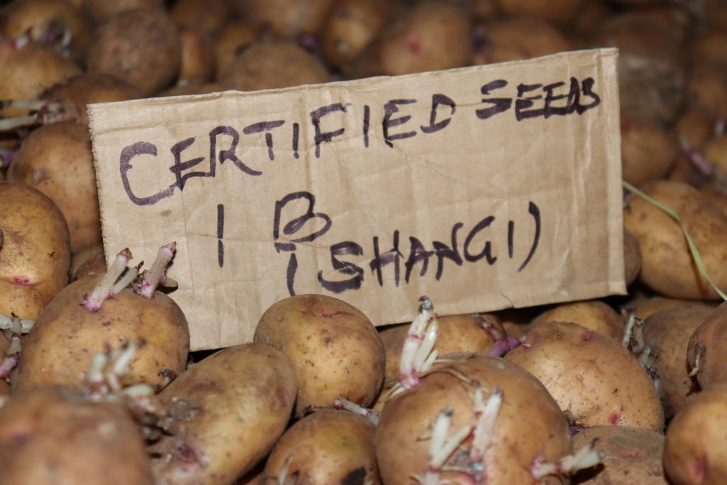 Certified Shangi potato seeds 
