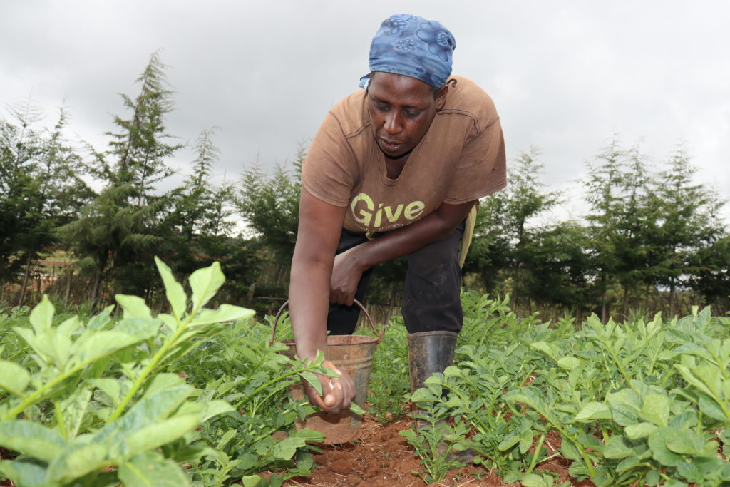 Margaret Wangui applies fertilizer to her potato field.