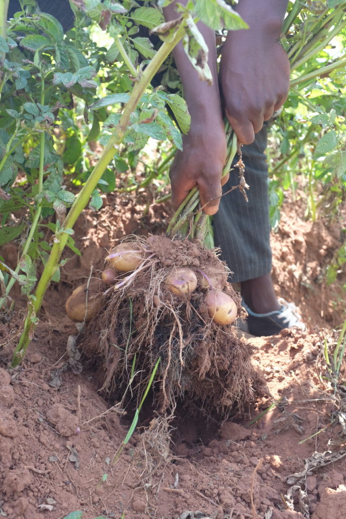 Harvesting potato seed