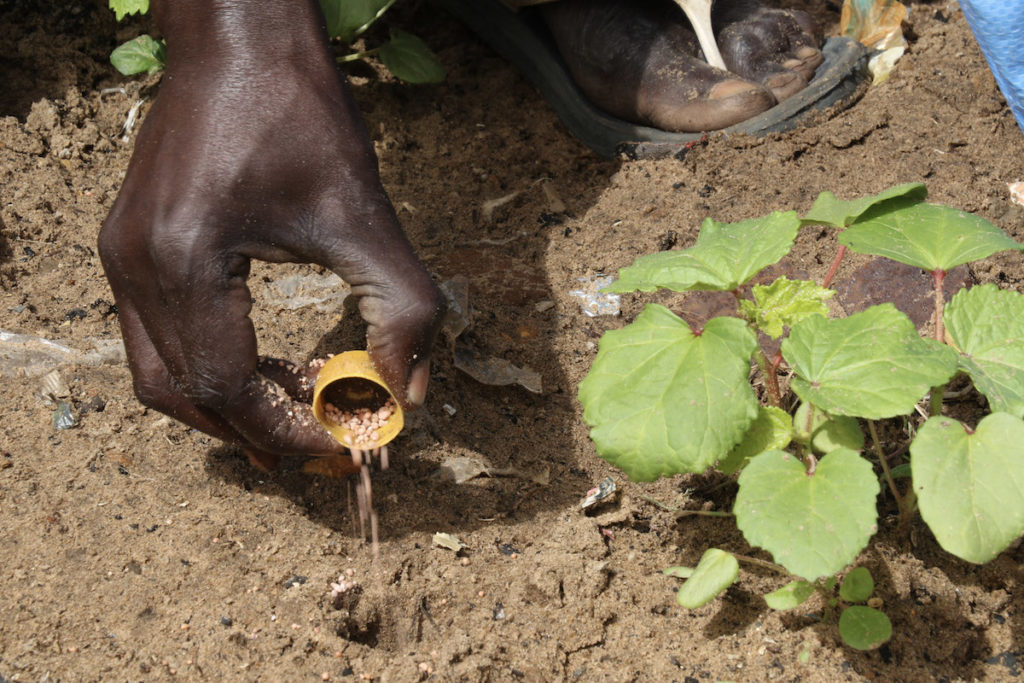 Hand applies a cap full of fertilizer to an okra plant