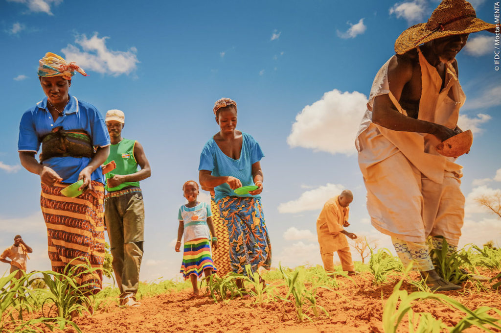 Farmers in Mali apply their fertilizer to fields in small amounts