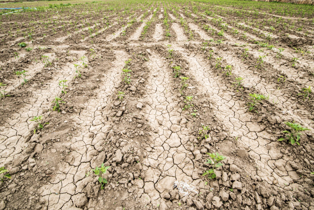 Plants grow amongst cracked soils in Africa