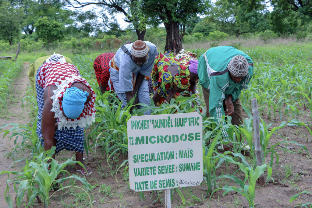 Dundel Suuf project participants practice microdosing on a field trial plot