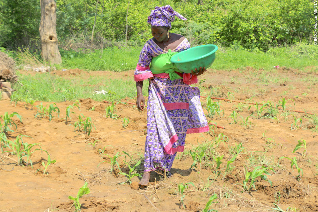 Woman applies fertilizer to her crops using microdosing
