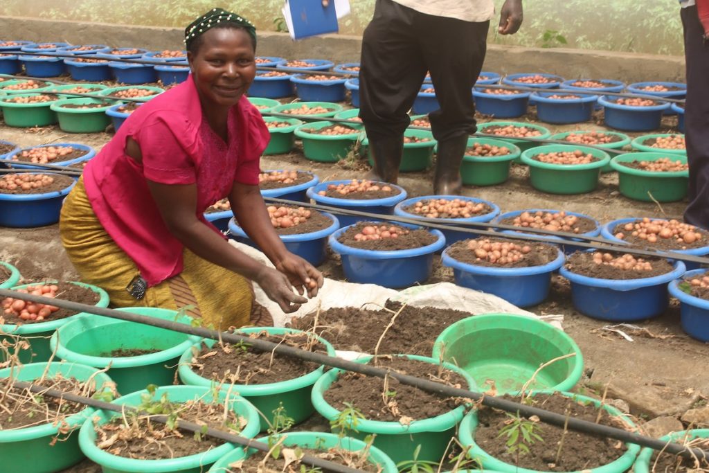 A female potato farmer shows off her seedlings