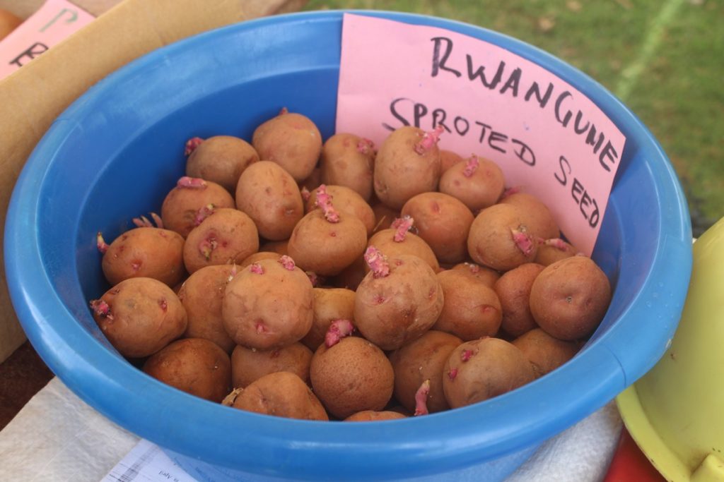 Sprouted potato seeds in a bucket