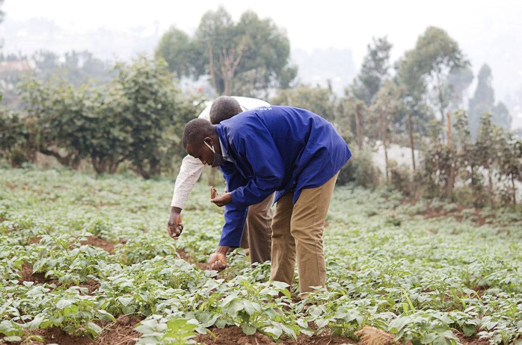 Instructor shows a Ugandan farmer how to properly apply fertilizer