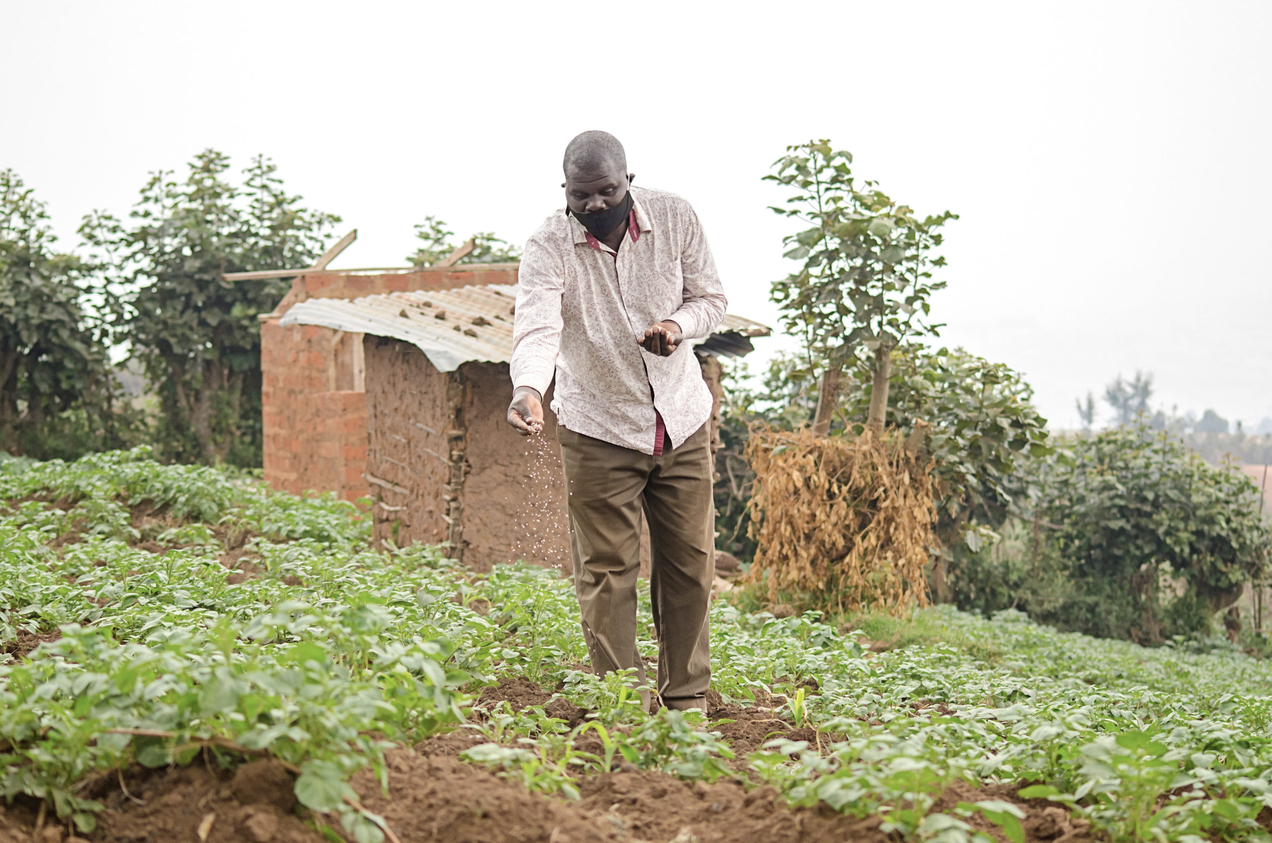 Ugandan farmer applies fertilizer to his potato crops