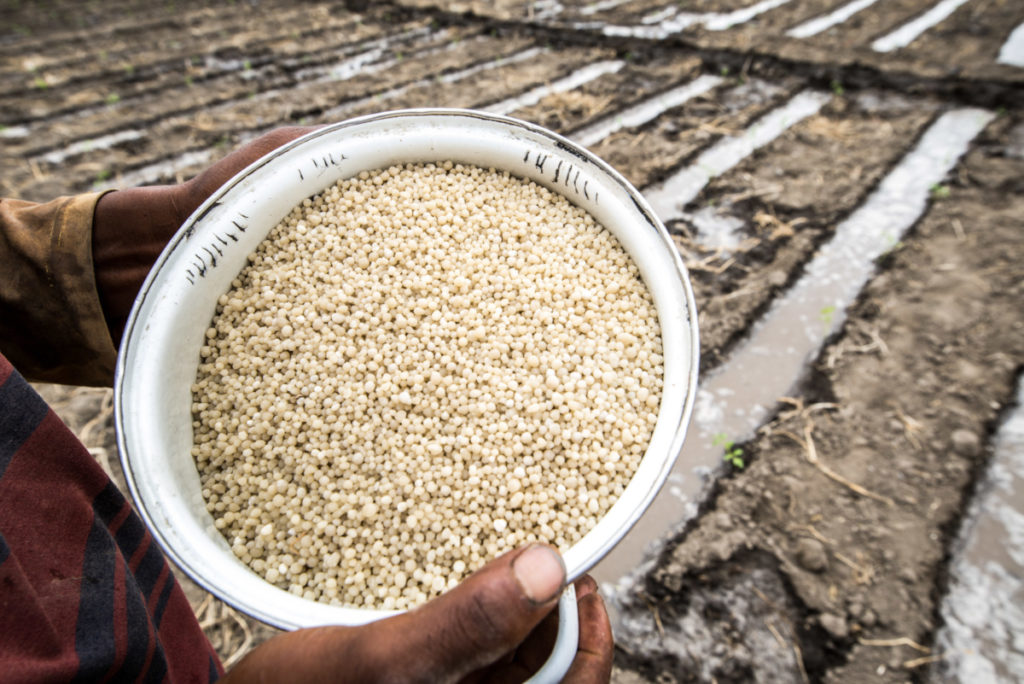 Hands holding a bowl of fertilizer over a field of damp soil in Ethiopia