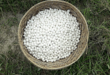 UDP briquettes in a tan basket sitting on grass