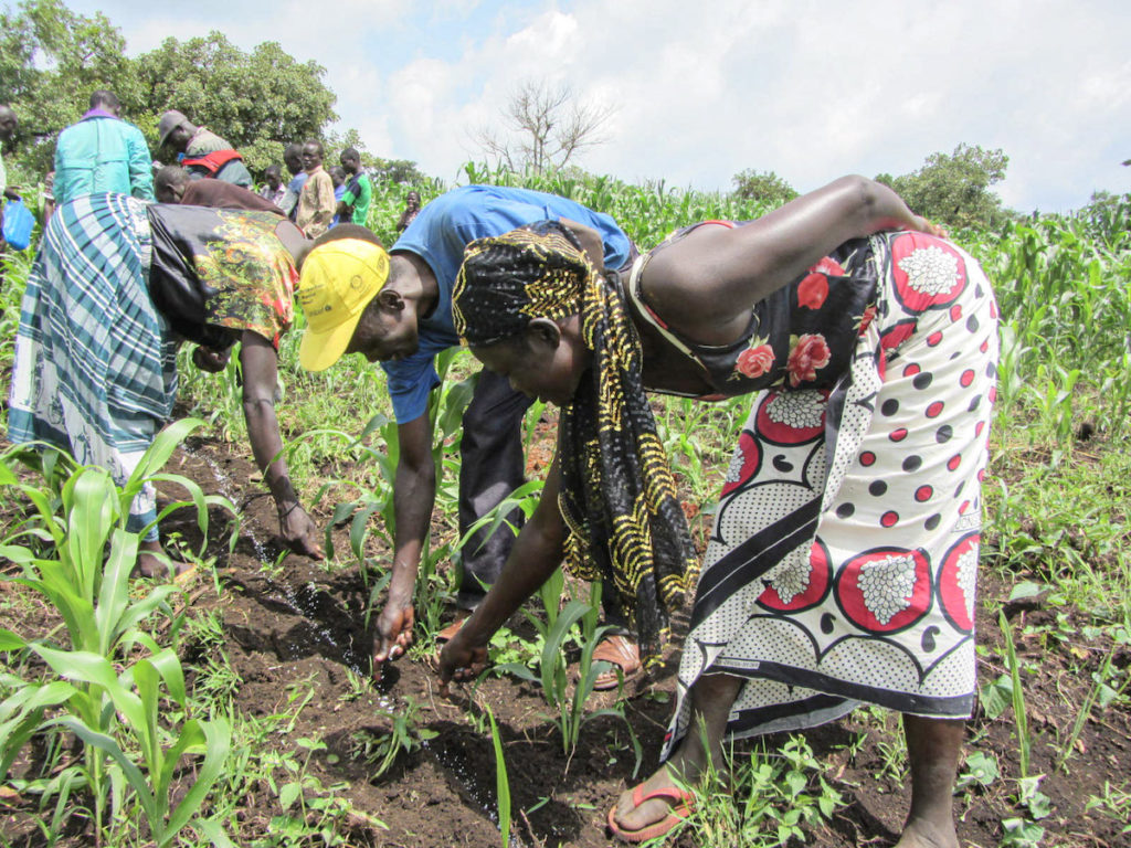 farmers in South Sudan apply fertilizer to their recently planted crops