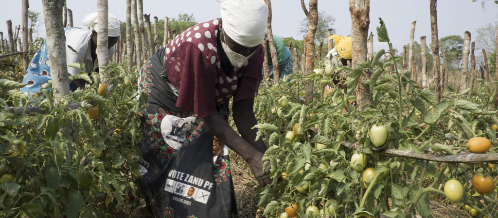 A woman wearing red, a head covering, and a face mask picks tomatoes from the vine