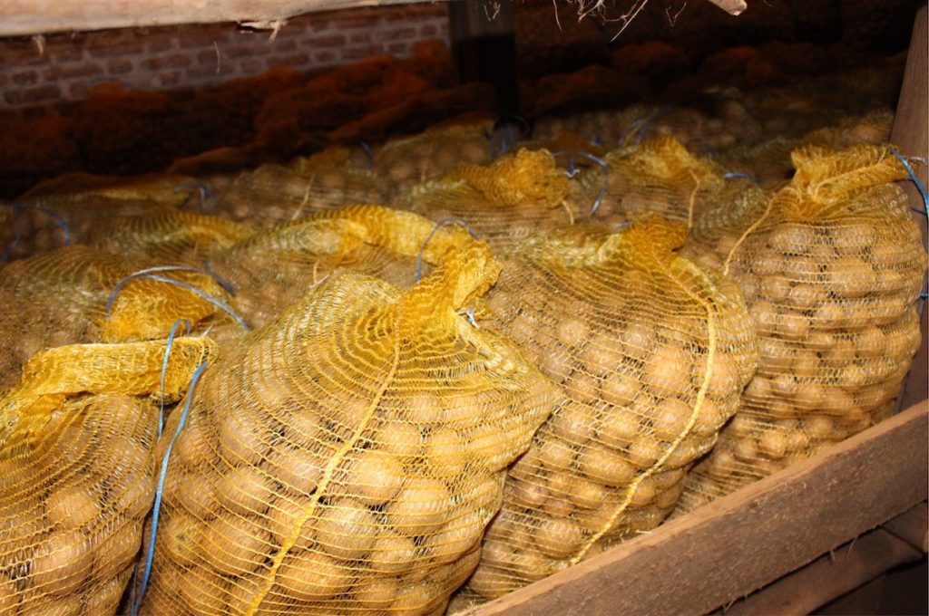 Quality potato seed stored in bags