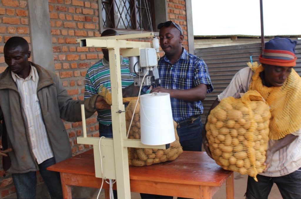Burundian farmers sew bags of quality potato seed closed for storage and transportation