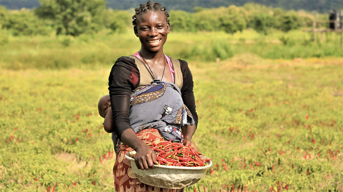 communal-approach-to-the-agricultural-market-in-benin-phase-3-acma3