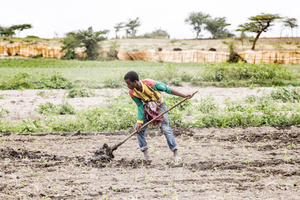 Ethiopian producer prepares the soil for planting