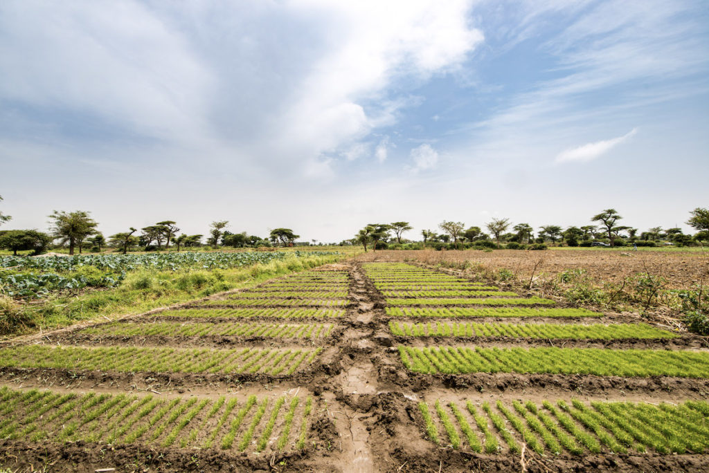 Arable land in Ethiopia