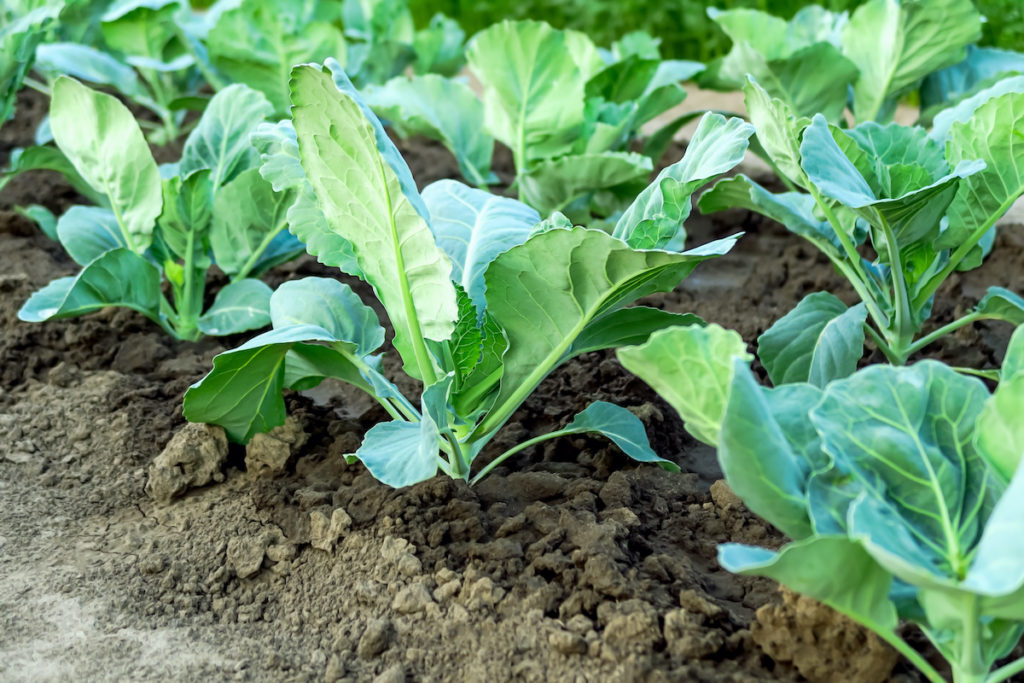 Young cabbage grows in the field