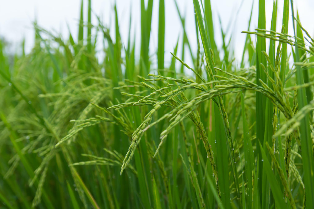 Close up of rice crops