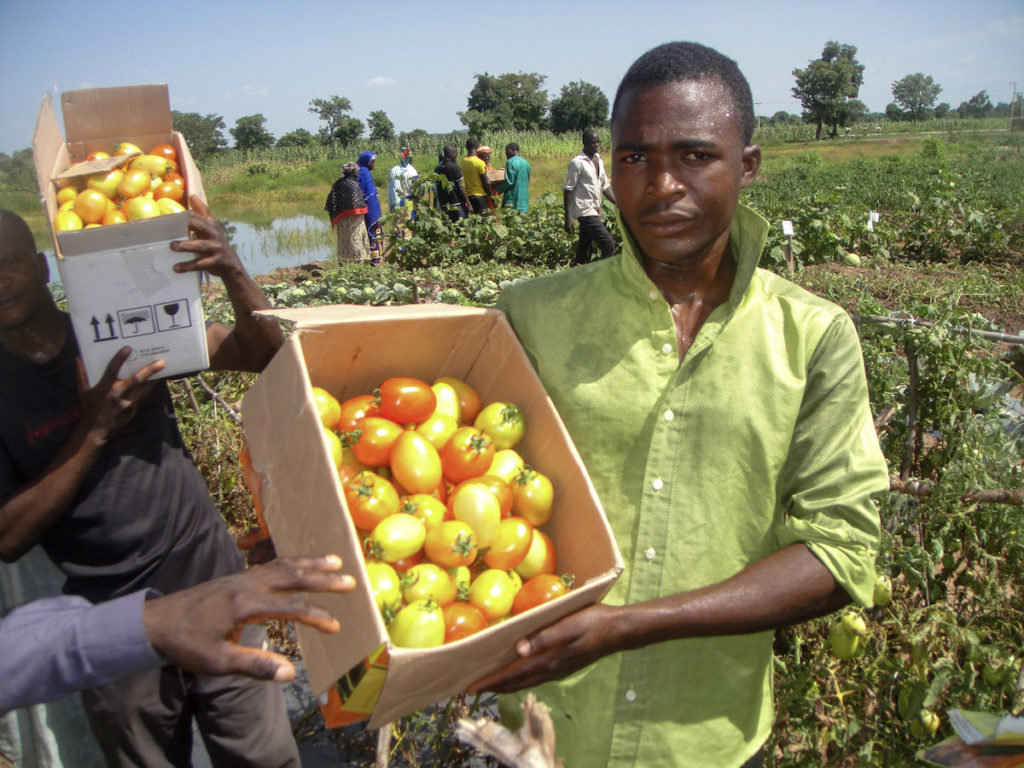 A Nigerian farmer poses with a box of tomatoes in a field