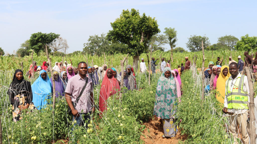 Nigerian farmers stand in a field during HortiNigeria's vegetable sourcing mission
