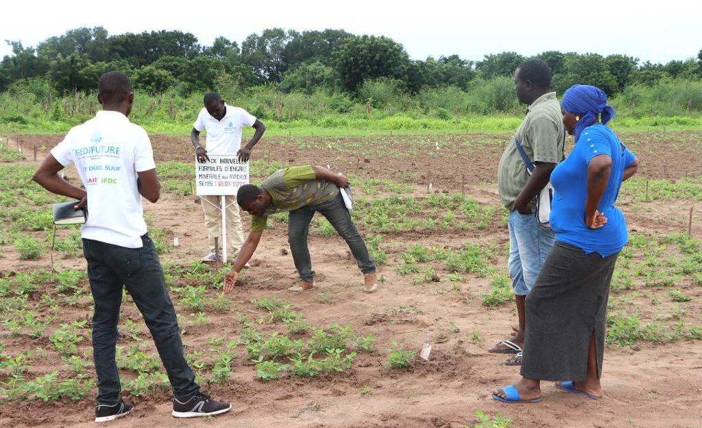 Peanut test plot