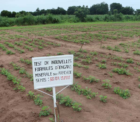 Peanut test plot with a white sign in front of it