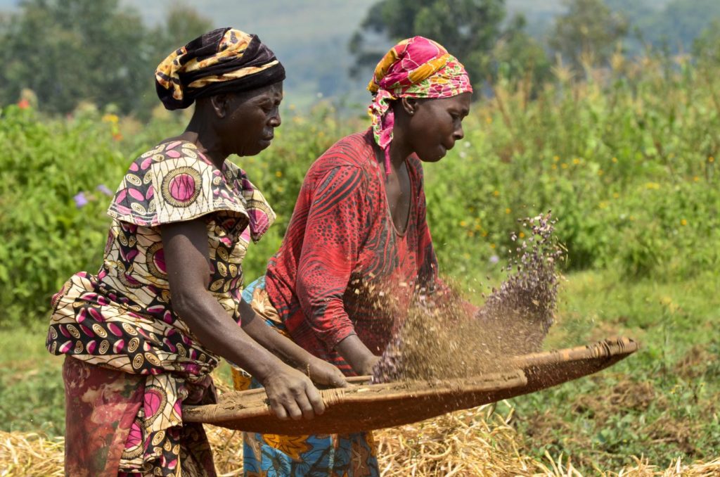 Two African women toss grain