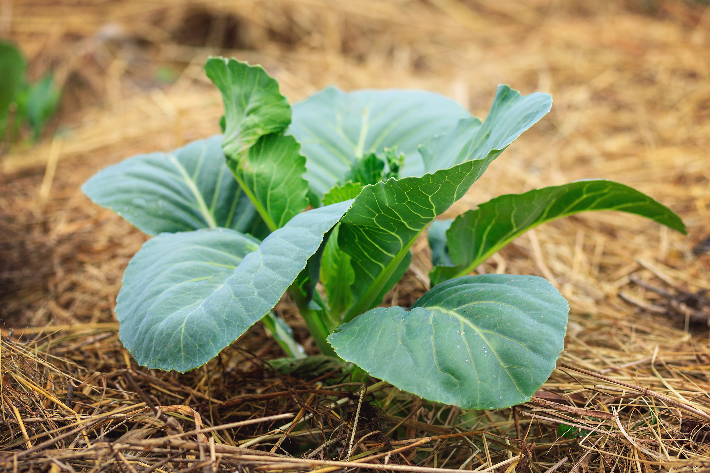 Cabbage bush growing in the ground covered with mulch