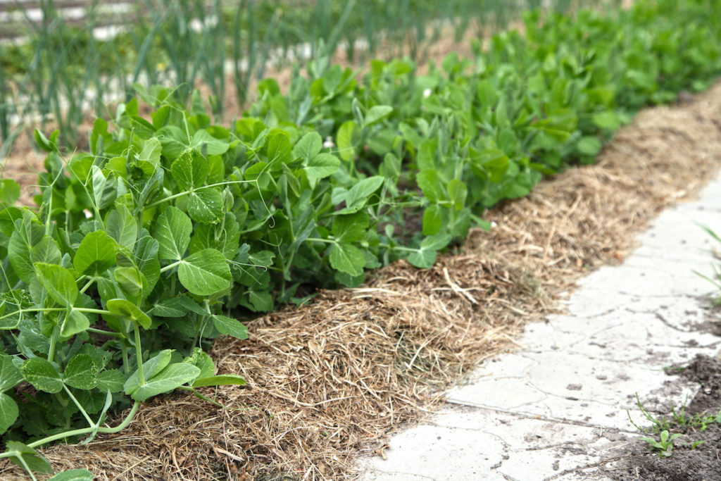 a row of mulched cabbage