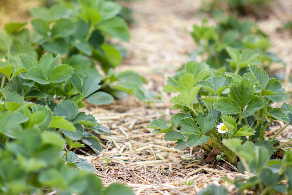 Young strawberry plants with white flowers growing on a bed of straw mulch outdoor in Spring