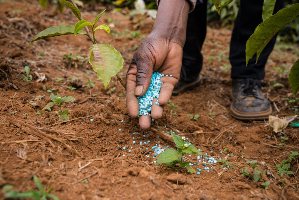 Applying blue fertilizer to tea leaves