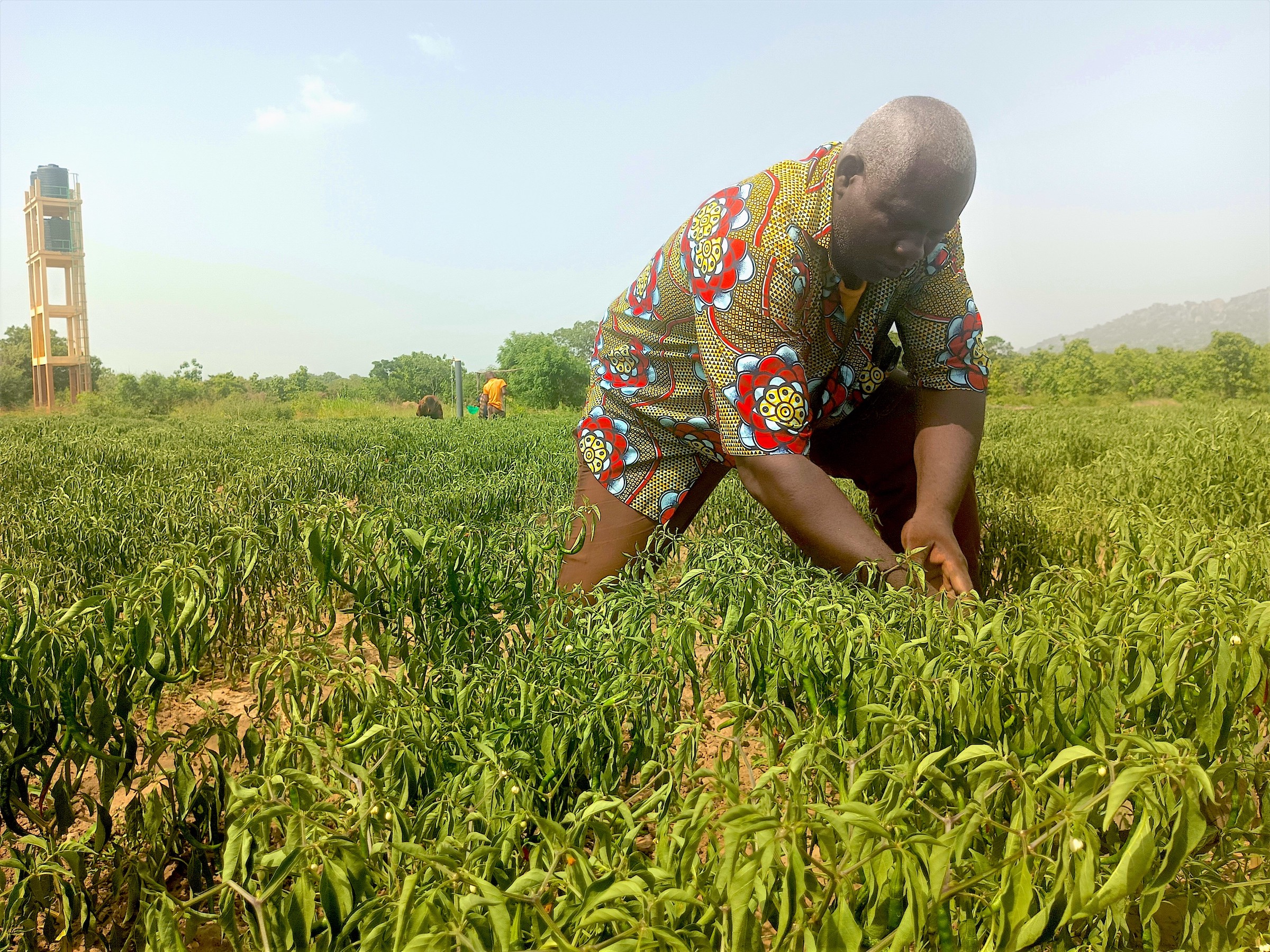 A man tending to his crops in Benin. 