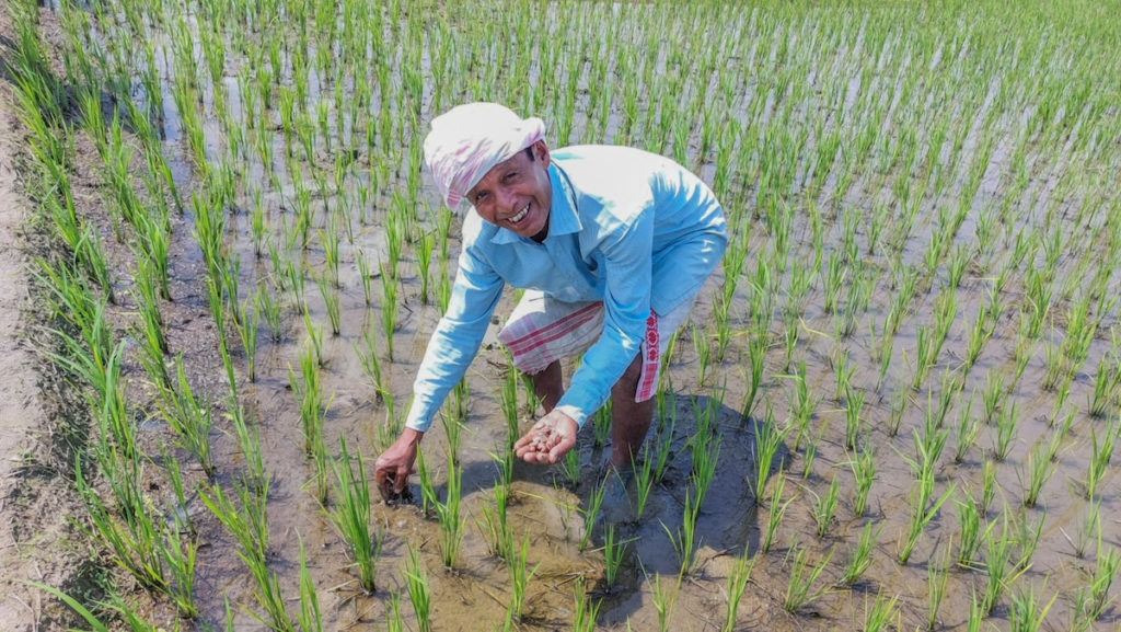 An Indian farmer with a head covering and blue shirt applies UPK briquettes to rice crops by hand