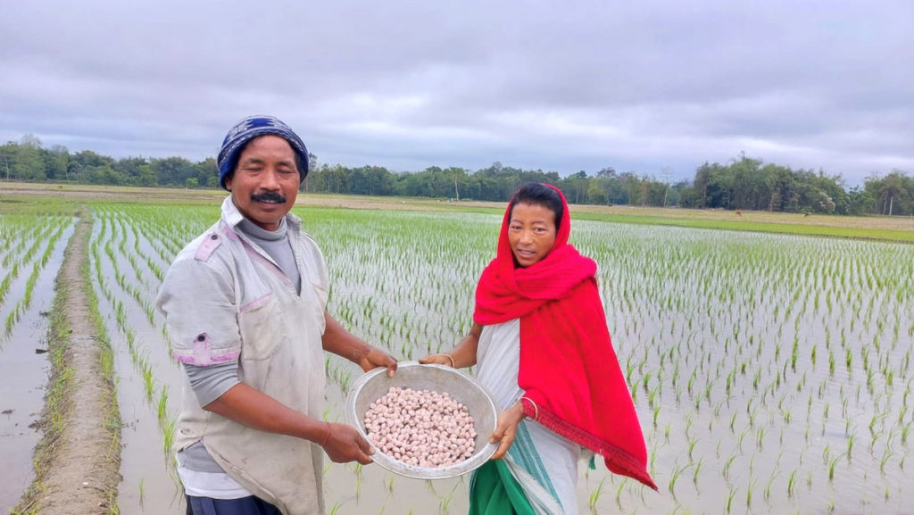 An Indian couple proudly display a silver bowl of brown UPK briquettes in their flooded rice field