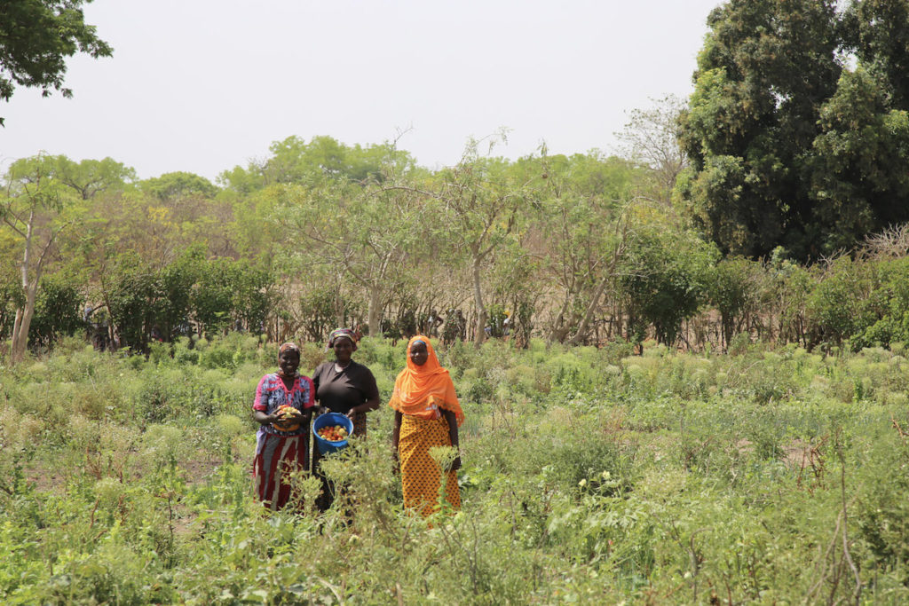 Three women stands in a field holding produce