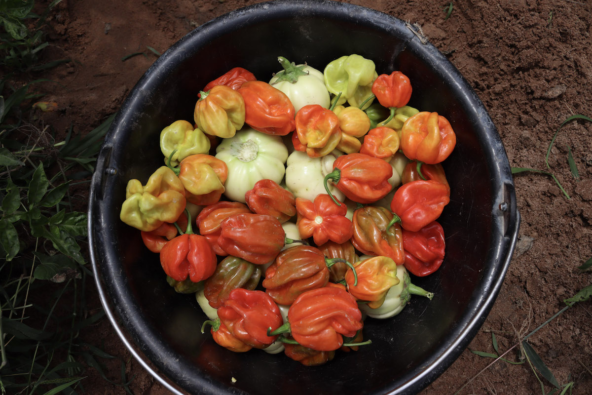 A bucket of harvested peppers.