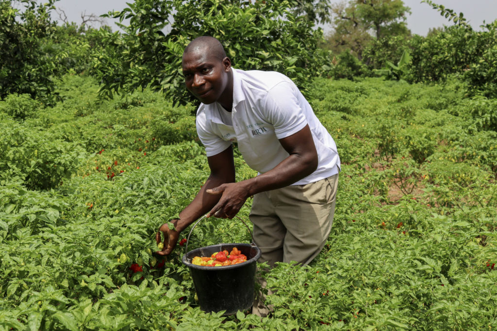 Sanogo stands in his field in a white shirt and khakis holding a black bucket of red and orange peppers