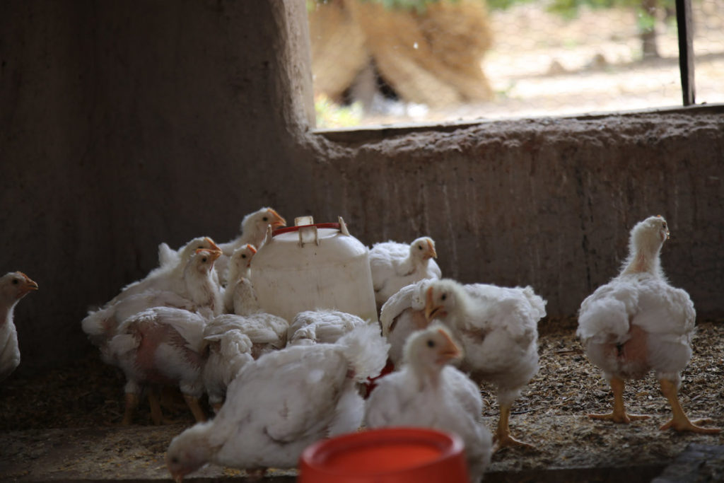 white chickens