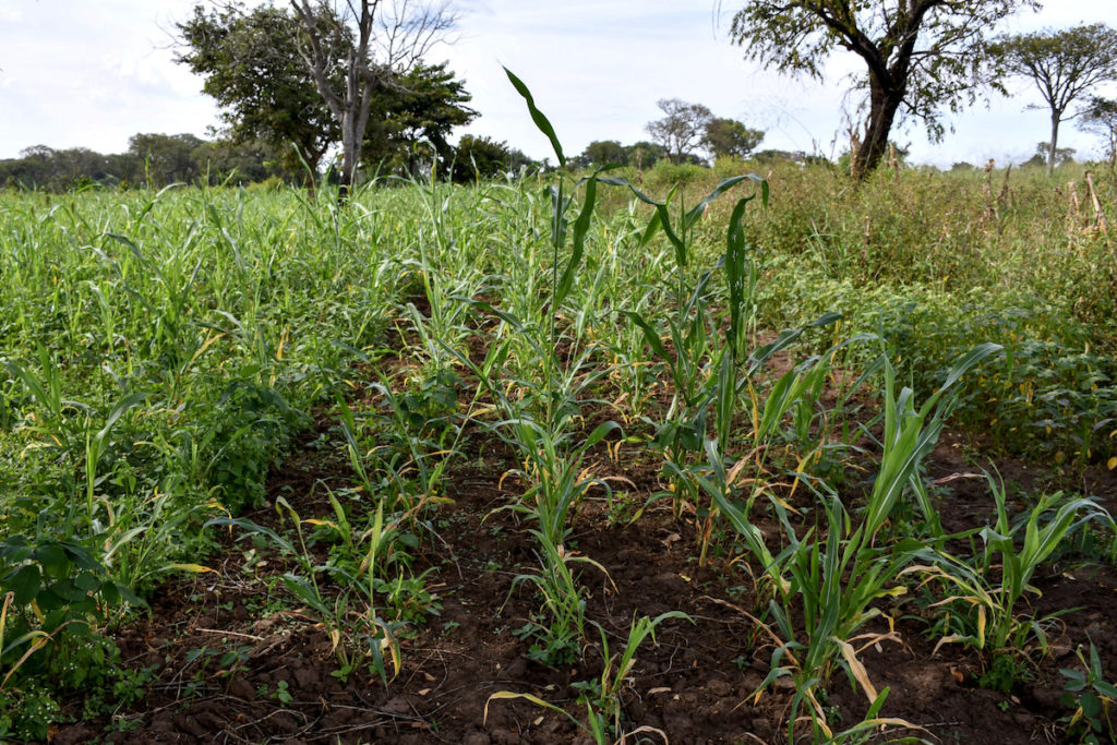 An image of a field of green crops with large trees in the background